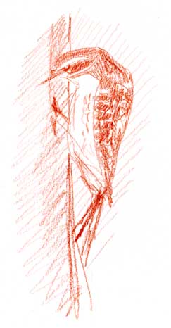 Nuttall's woodpecker, prismacolor