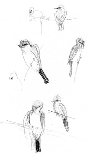 Western kingbird, watersoluble graphite