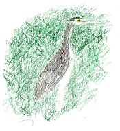 Great blue heron, prismacolor