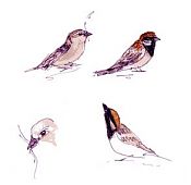 house sparrows, pen and wash