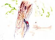 Nuttall's woodpecker, pen and wash