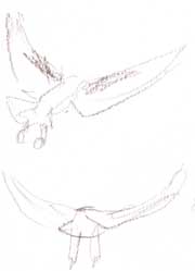 white-tailed kite display: prismacolor