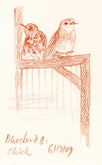 Western bluebird, adult female and chick Prismacolor