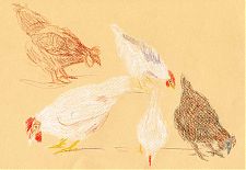 chickens, prismacolor on canson mi-teintes