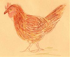 Rhode Island red, prismacolor on canson mi-teintes