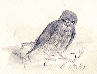 Juvenile western bluebird, watersoluble graphite