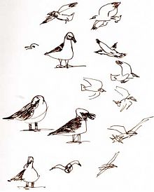 Western gull at ATT Park, pen and ink
