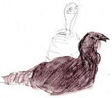 wild turkey wild turkey