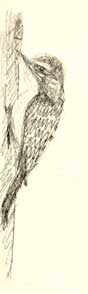 Nuttall's woodpecker, graphite