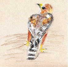 red-shouldered hawk, derwent coloursoft on Canson mi-teintes