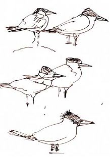 caspian terns, pen and ink