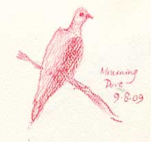 Mourning dove, prismacolor