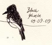 Black Phoebe, pen and ink
