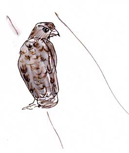 Swainson's hawk, pen and ink