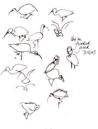 White-faced ibis, pen and ink White-faced ibis, pen and ink