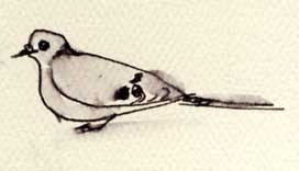 Mourning dove, pen and ink