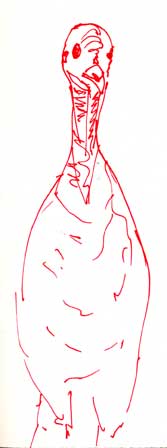Wild turkey, pen and ink