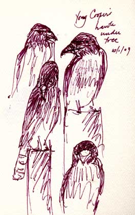 Cooper's hawk, pen and ink