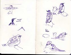 seabirding, Monterey-Albacore grounds, pen and ink