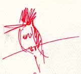 Belted kingfisher, pen and ink