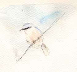 Western bluebird, watercolor