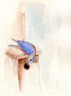 Western bluebird, watercolor