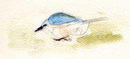 Western scrub-jay, watercolor
