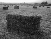 Straw bales Straw bales