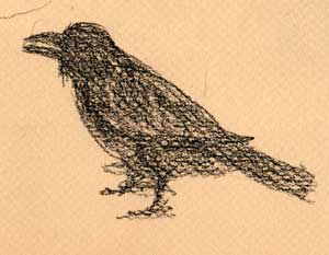 American Crow, prismacolor on canson mi-teintes