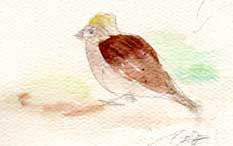 golden-crowned sparrow, watercolor