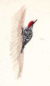 Nuttall's Woodpecker, prismacolor