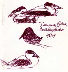 Common eider, Booth Bay Harbor, pen and ink