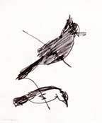 Steller's Jay, pen and ink