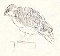 Red-tailed hawk, graphite