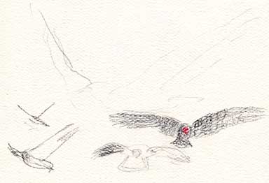 Turkey vulture, prismacolor