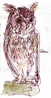 Sketchcrawl, Raptor Center Great Horned Owl