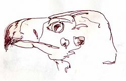 Sketchcrawl, Raptor Center Golden Eagle skull