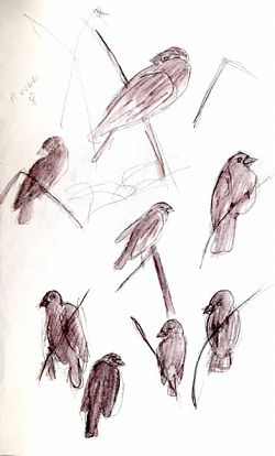 Sketchcrawl, redwinged blackbirds
