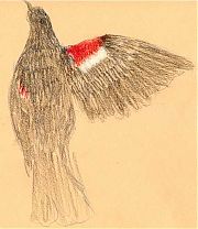 tricolored blackbird, prismacolor