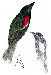 tricolored blackbird, watercolor