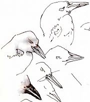 tricolored blackbird bills, pen and ink