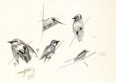 European starling, prismacolor