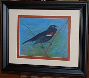 Tricolored blackbird, pastel on gessoboard