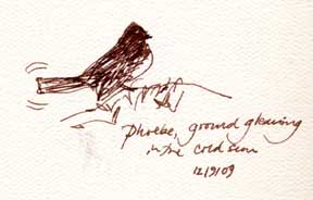 Black Phoebe, pen and ink