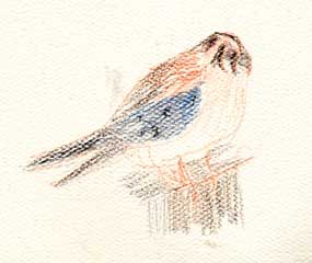 american kestrel, prismacolor