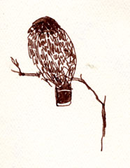 red-shouldered hawk, pen and ink
