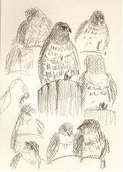 Red-tailed hawk, prismacolor