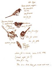 Yellow-billed magpie, pen and ink