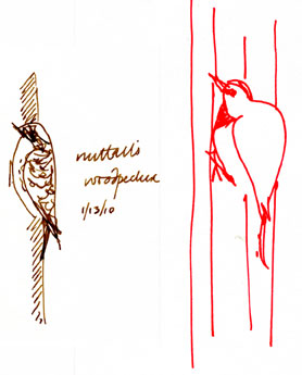 nuttall's woodpecker and northern flicker, pen and ink