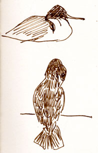 cormorant and common merganser